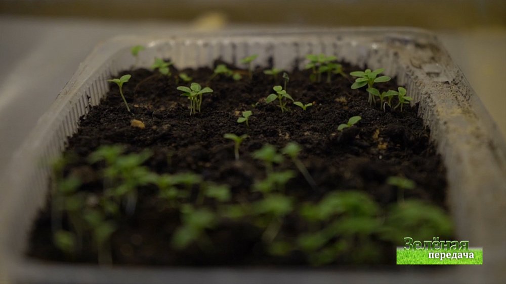 Зеленая передача 12.12.2019