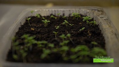 Зеленая передача 12.12.2019