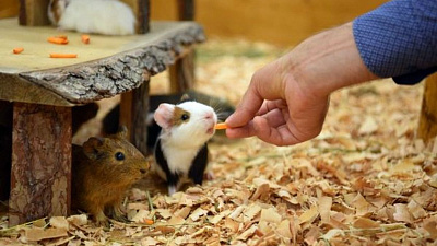 Контактные зоопарки в челябинских торгово-развлекательных комплексах окажутся под запретом