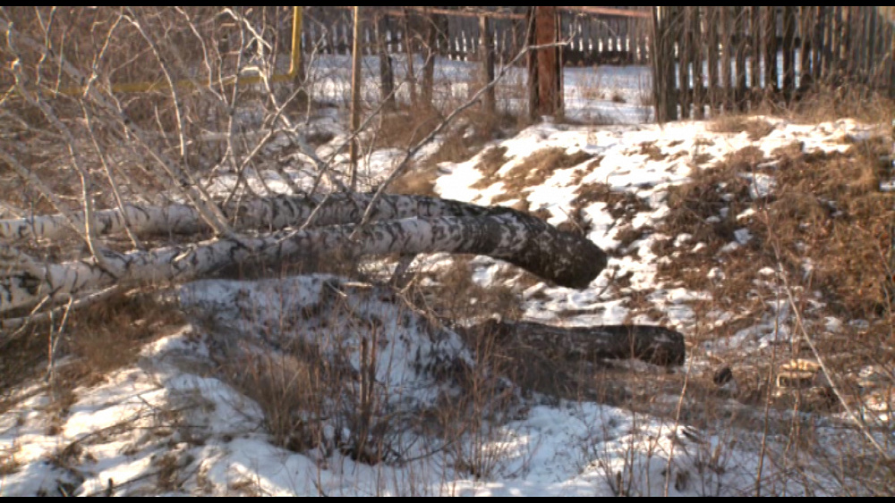 В Миассе незаконно спилили деревья