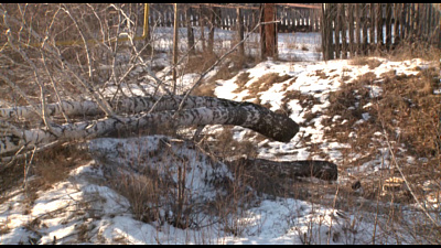 В Миассе незаконно спилили деревья