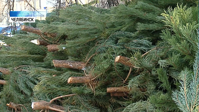 В Челябинске открываются ёлочные базары