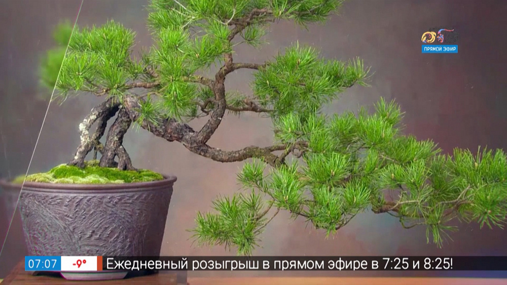 Садовые истории — бонсай