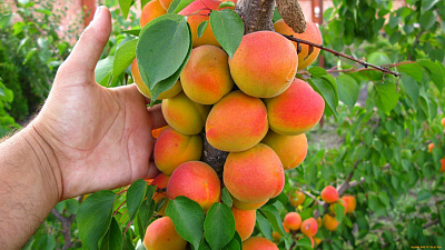 Персик колоновидный: преимущества выбора и грамотный уход