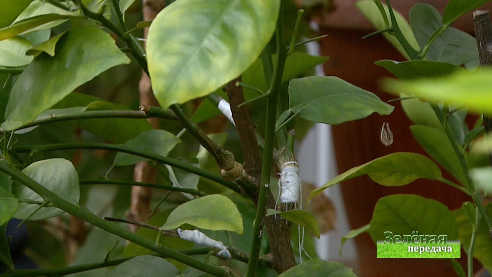 Зеленая передача 19.12.2019