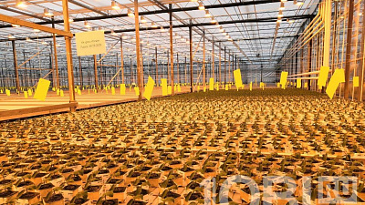 Новый агрокомплекс «Горный» будет производить более 25 тысяч тонн овощей ежегодно