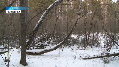 Границы городского бора расширят ради новой больницы