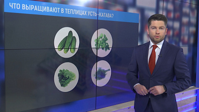 Что выращивают в теплицах Усть-Катава?