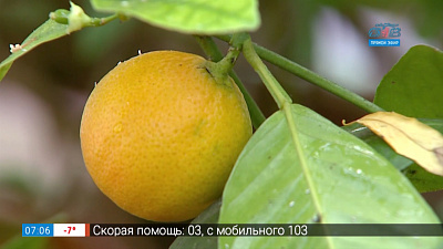 Садовые истории — цитрусовое дерево