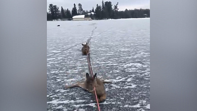 Конькобежец спас оленей с замерзшего озера