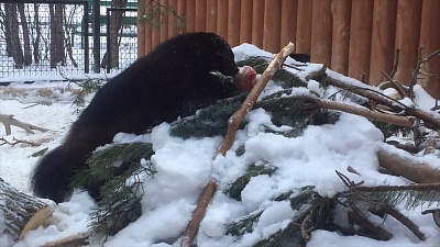 Росомаха знает, где раздобыть аппетитную косточку
