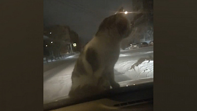 Кот катается на капоте такси