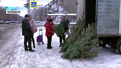 Челябинец не может продать елки