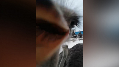 Страус Моисей: «С Но-вым го-дом!»