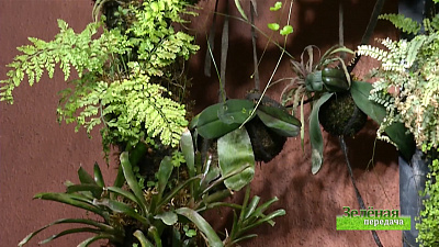 Зеленая передача 26.12.2019