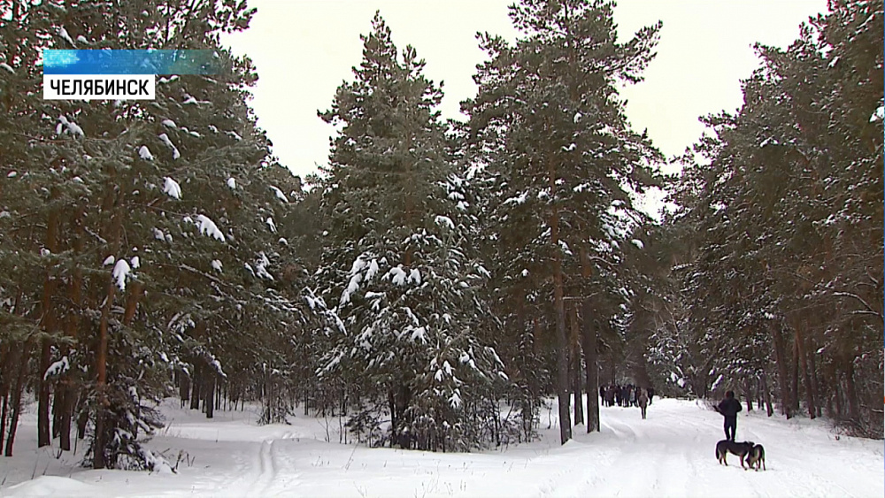 Охраняемая зона челябинского бора расширится