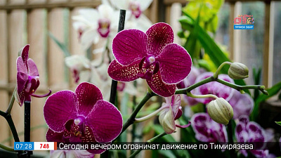 Садовые истории — правильная подкормка фаленопсисов