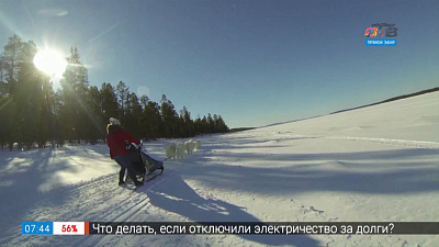 Собачьи бега