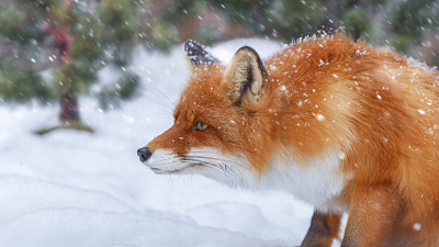 Зоопарк-2019: лучшее видео 