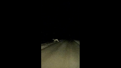 Олени на дорогах под Большим Куяшом