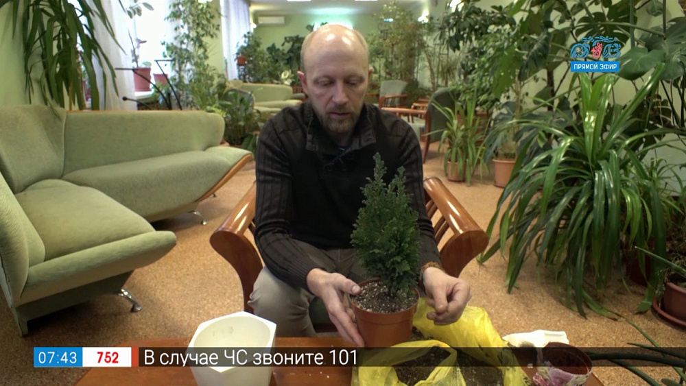 Садовые истории – елочка в горшочке