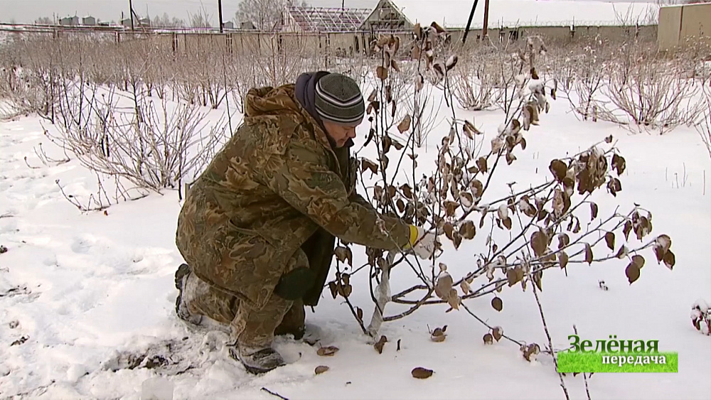 Зеленая передача 02.01.2020