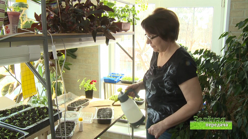 Зеленая передача 09.01.2020