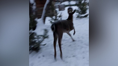 Пятнистые олени выходят «на работу»