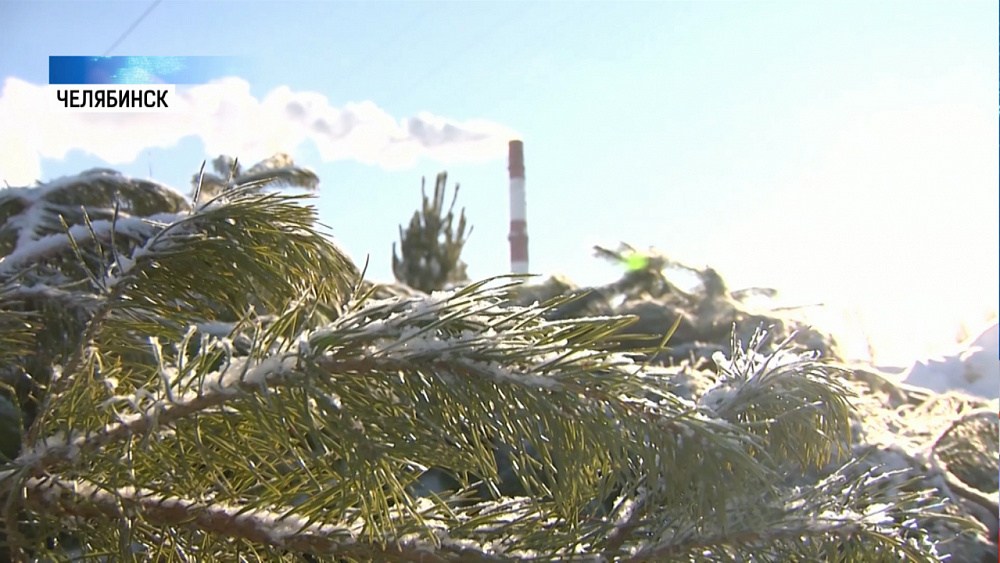 Челябинцы жалуются на брошенные ёлки