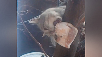 В Миассе кот съел сало из кормушки для синичек