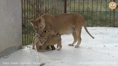 «Разговорчивые» львята — потомство челябинской хищницы Лолы