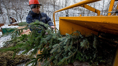 Челябинцев призывают сдать новогодние елки на переработку