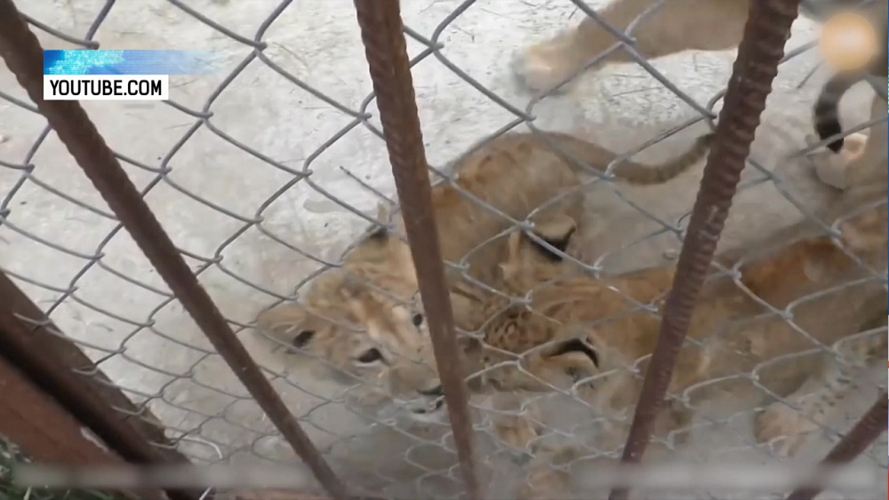 Детёныши львицы Лолы учатся рычать