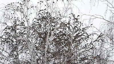 Нашествие воробьев на Челябинск