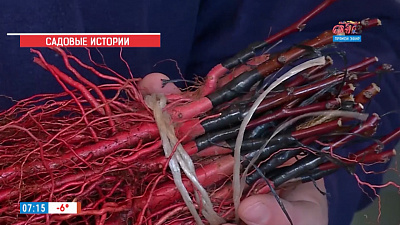 Садовые истории — зимние прививки растений