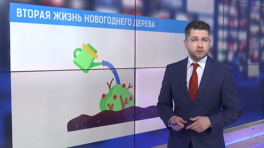 Вторая жизнь новогоднего дерева