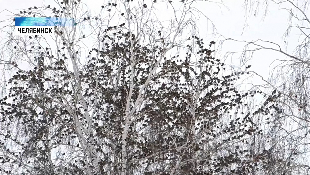 В Челябинске «нашествие» воробьев