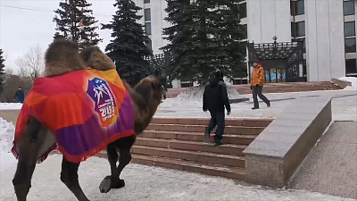 Верблюд прогуливается по центру Челябинска