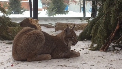 Рысёнок Персик берёт в переработку новогодние ёлки