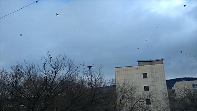 В Миассе поют свиристели