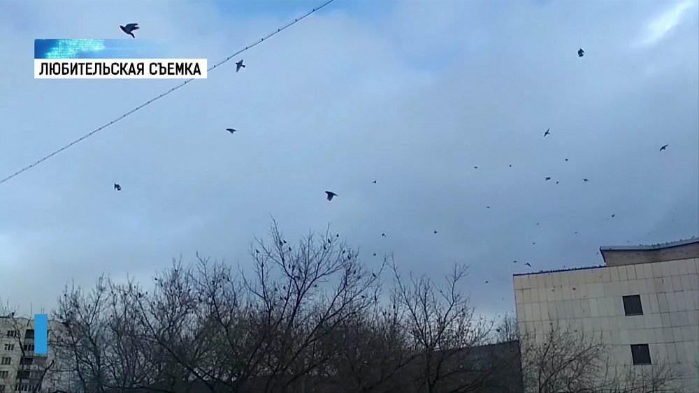 В Миасс прилетели свирестели