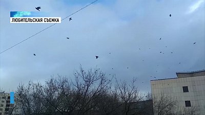 В Миасс прилетели свирестели