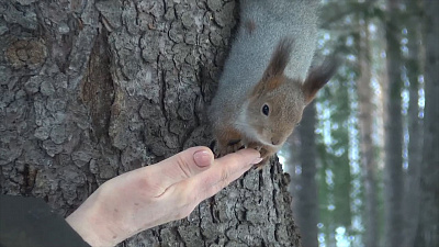 Для белочек в Златоусте делают кормушки