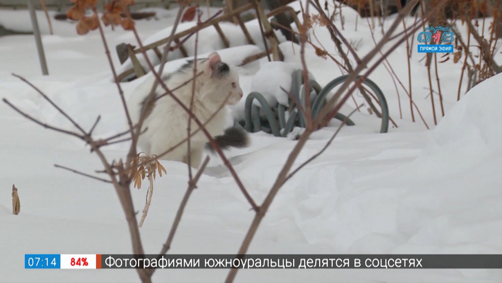 Садовые истории — работы по саду в январе