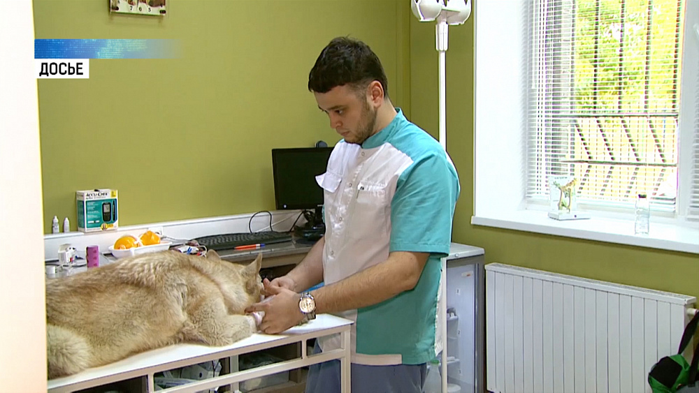 Челябинский ветеринар объявил набор сотрудников