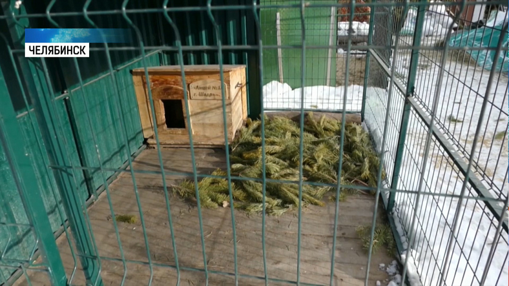 Новогодние ёлки передали в приют для животных