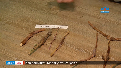 Садовые истории – опасных вредителей можно определить зимой