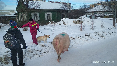 В Челябинске откормленные свиньи вырвались на свободу