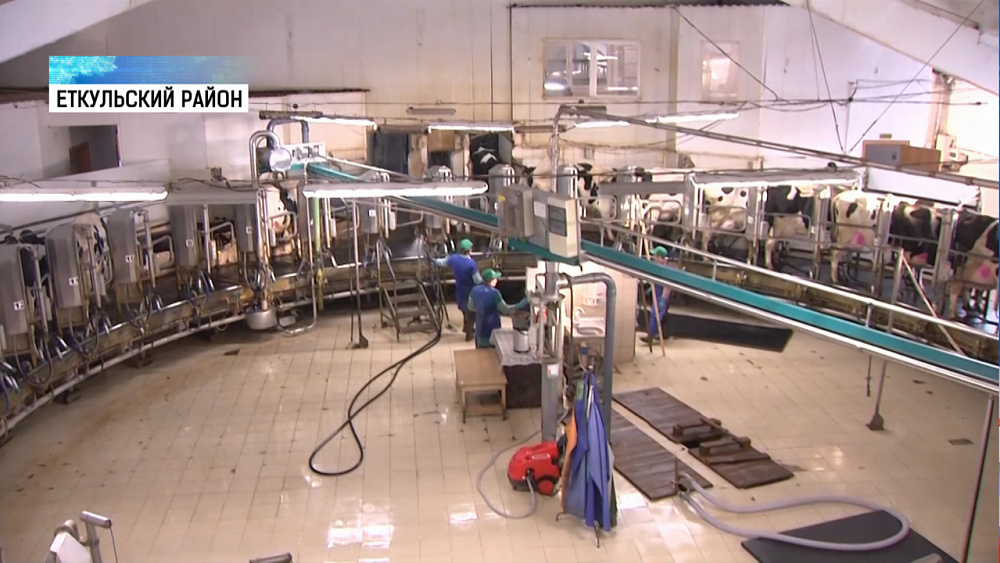 Южноуральские школьники будут пить коелгинское молоко