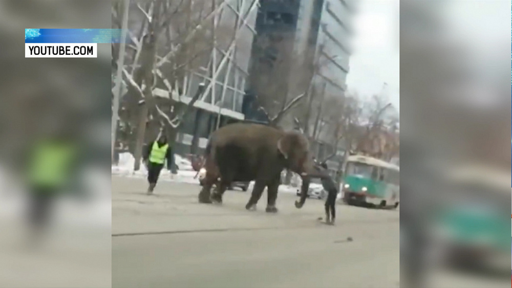 Слоны сбежали из цирка в Екатеринбурге